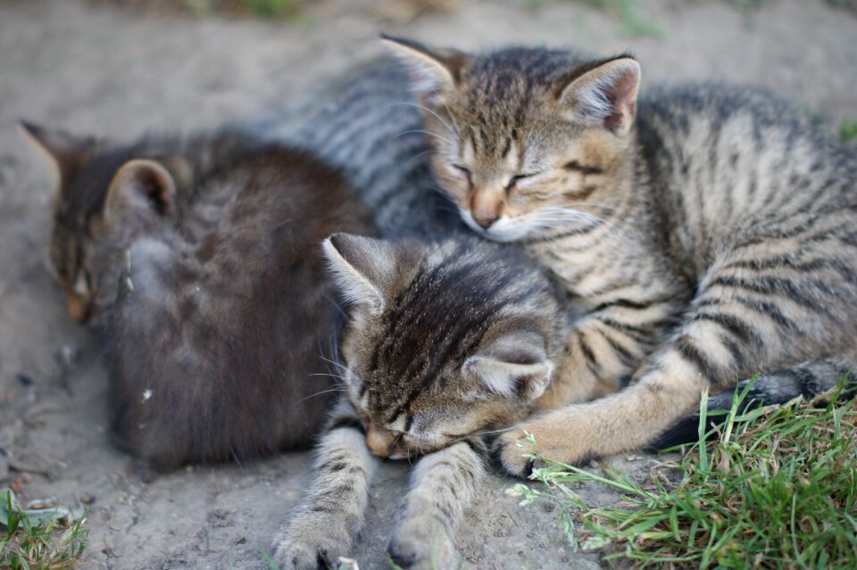 Gray domestic cat futrzak