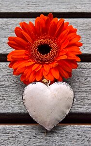 Plant single bloom orange red