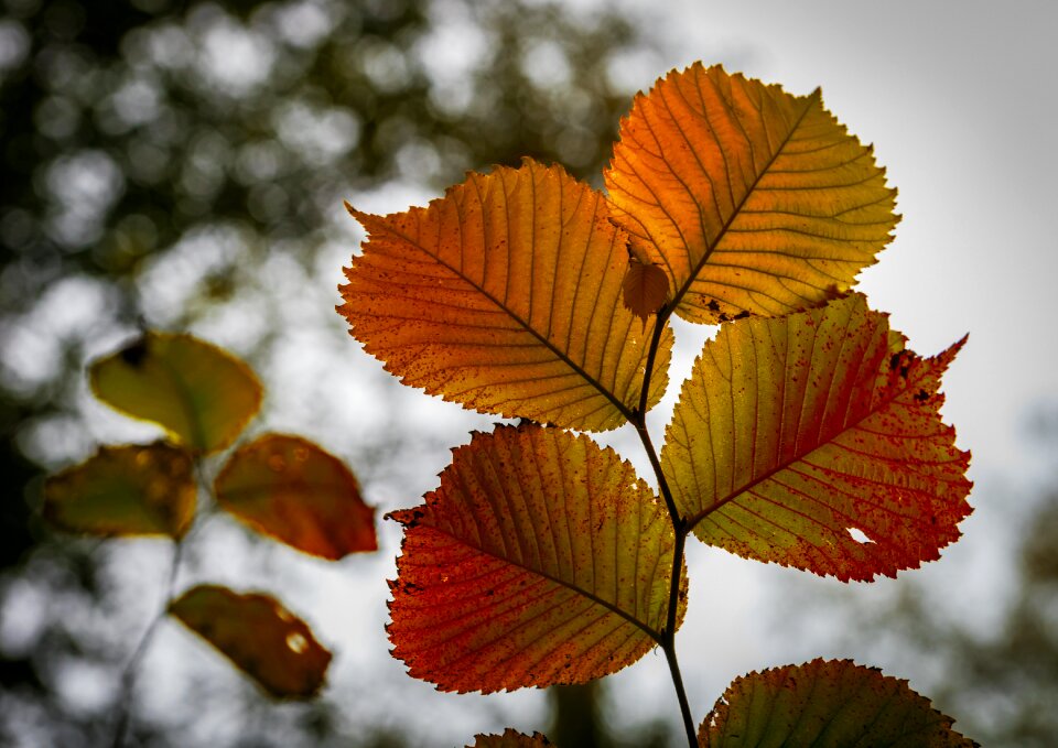 Colorful leaves fall foliage