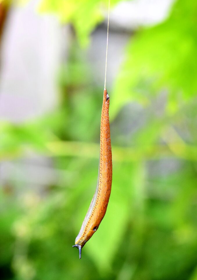 Nature brown slowly