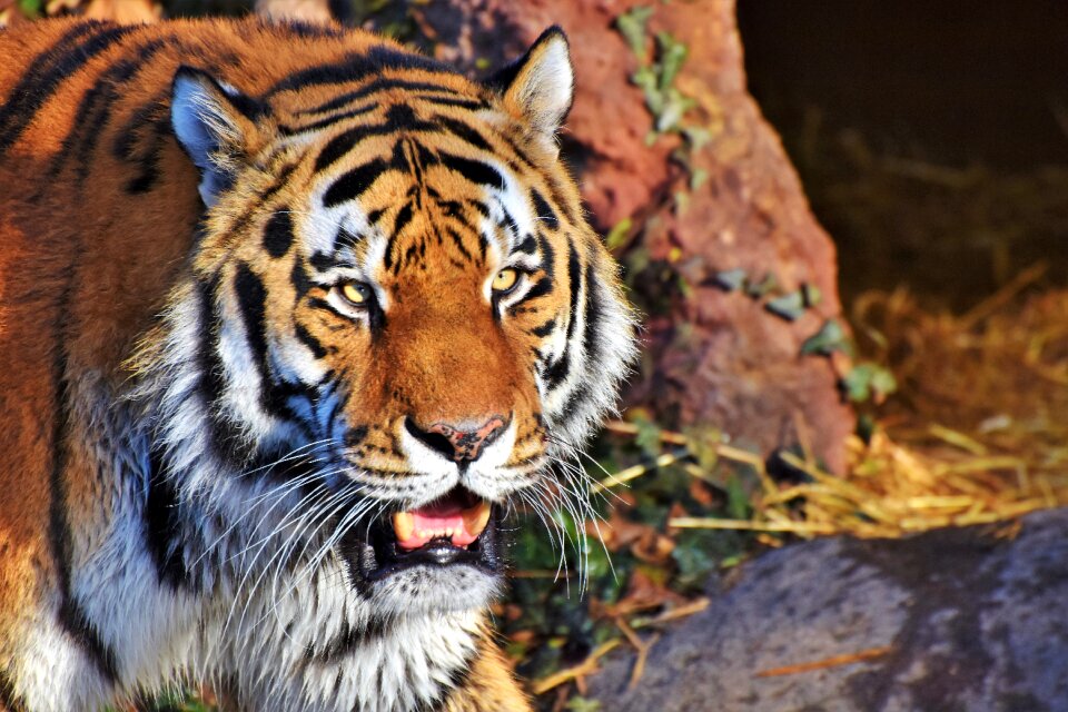 Wildcat tiger head tongue