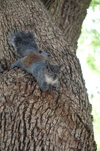 Wildlife squirrel mammal photo