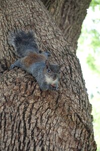 Wildlife squirrel mammal