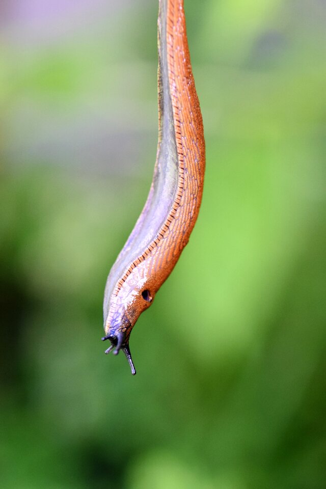 Nature brown slowly