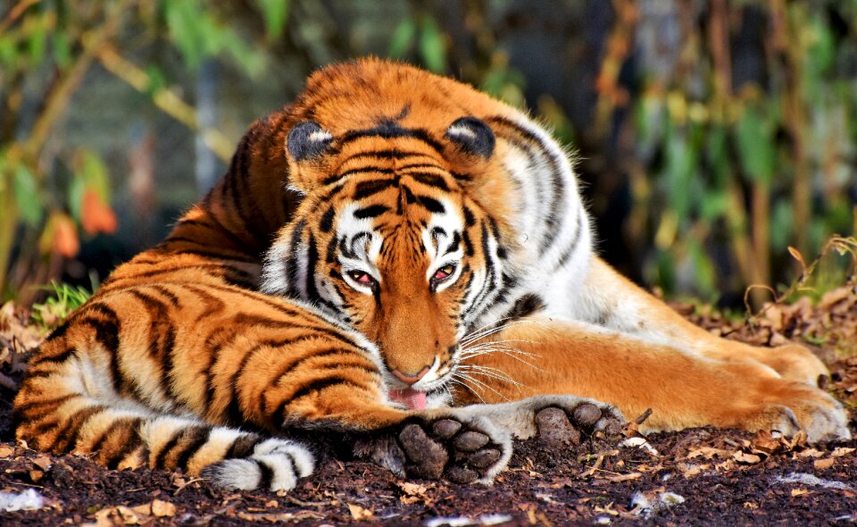 Wildcat dangerous noble