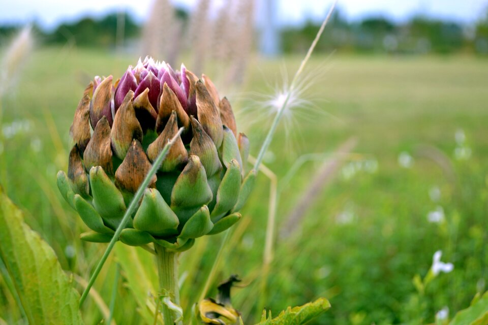 Plant autumn thistle