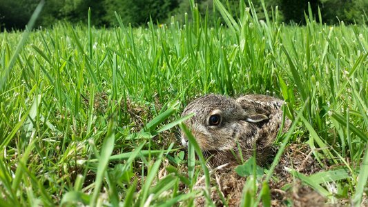 Cute wild nature