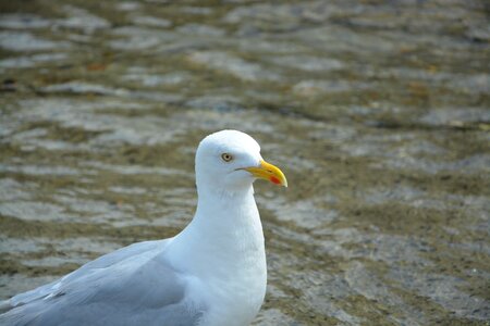 Beach seagull seabird photo