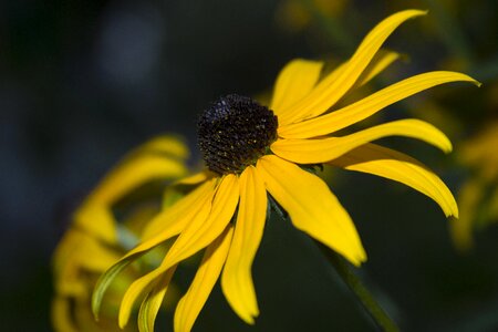 Summer coneflower summer plant photo