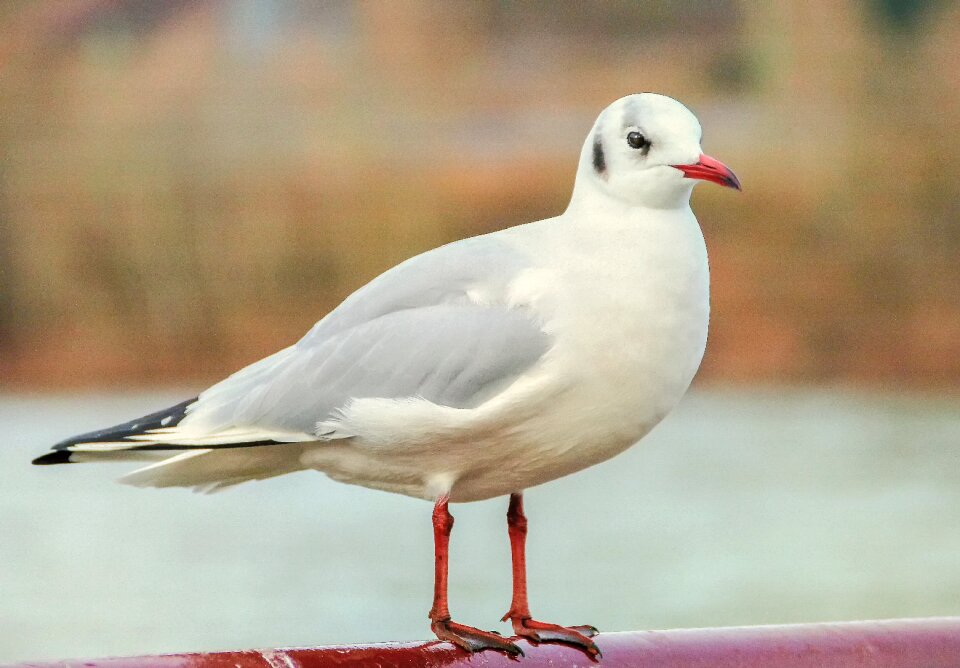 Animal white plumage