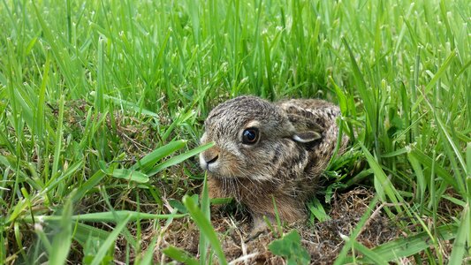 Cute wild nature