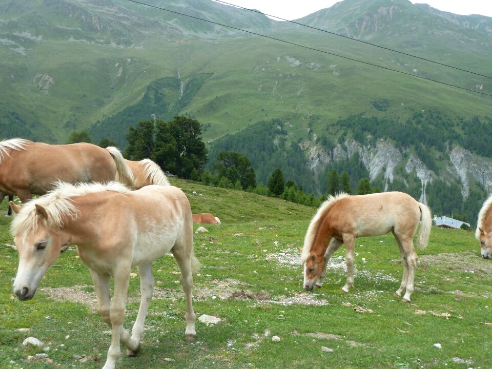 Mountains farm alpine