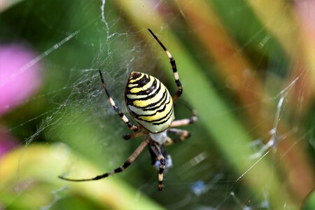 Yellow web tiger spider photo