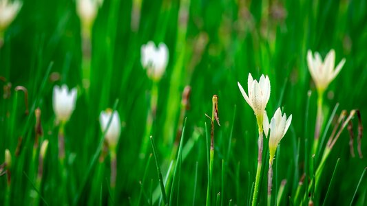 Lotus soil flowers Free photos