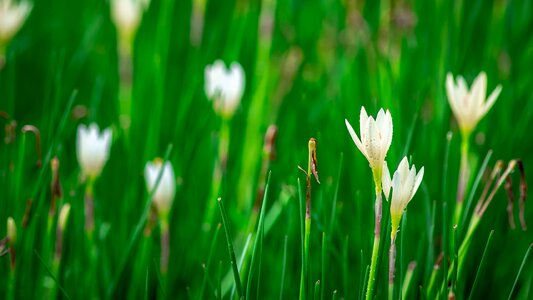 Lotus soil flowers Free photos photo