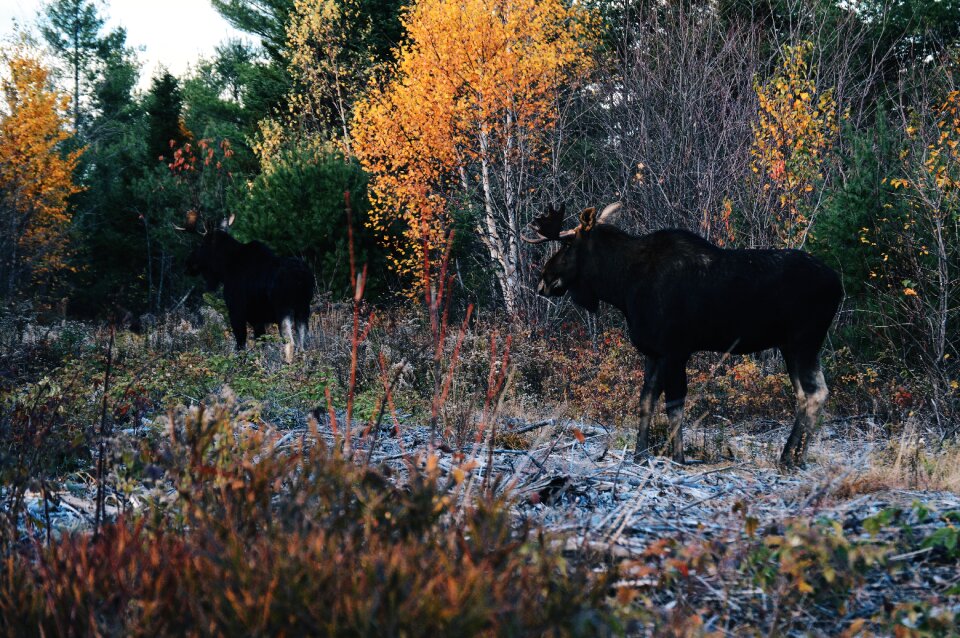 Wildlife forest grass