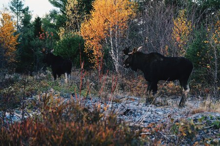 Wildlife forest grass