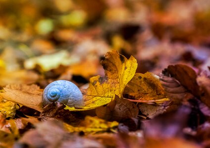Background autumn shell