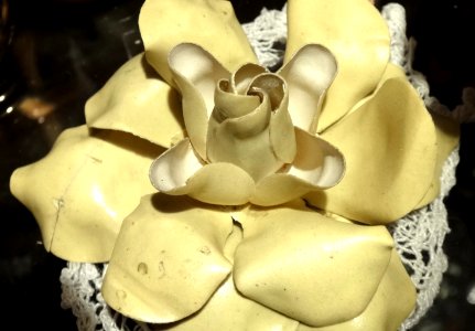 Leuchtrose
