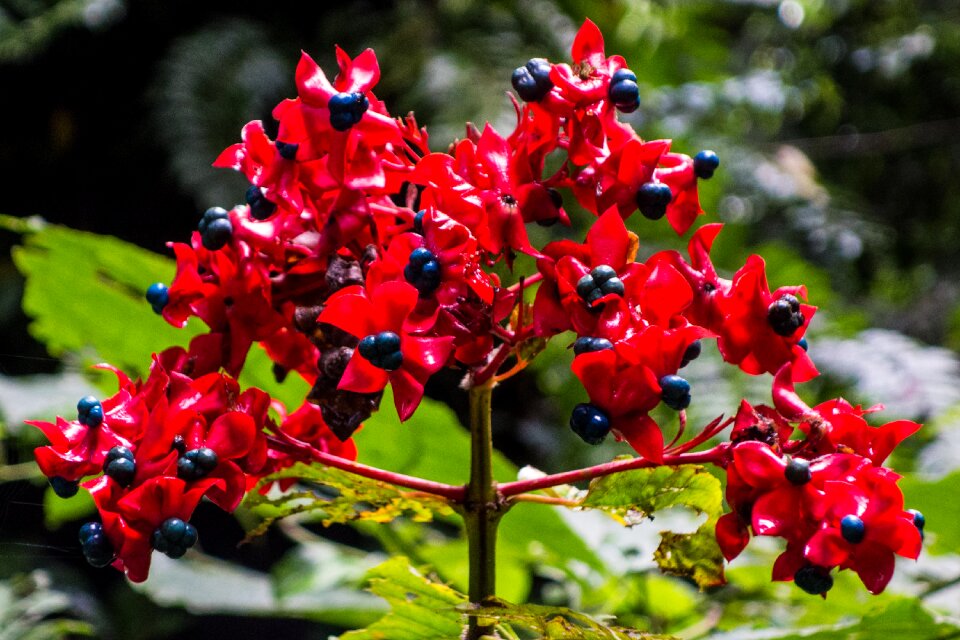 Nature tropical flora