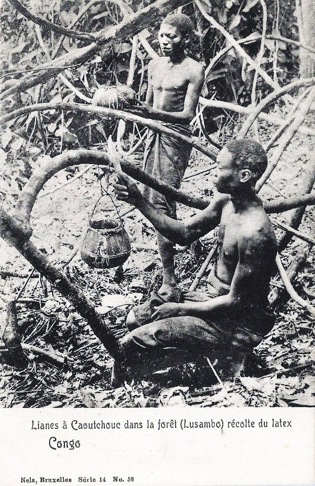 Lianes à caoutchouc dans la forêt (Lusambo)-Congo