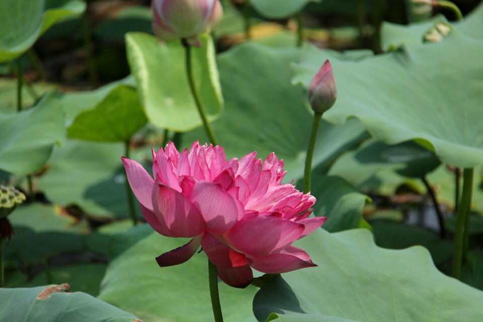 Water lily plant scenery