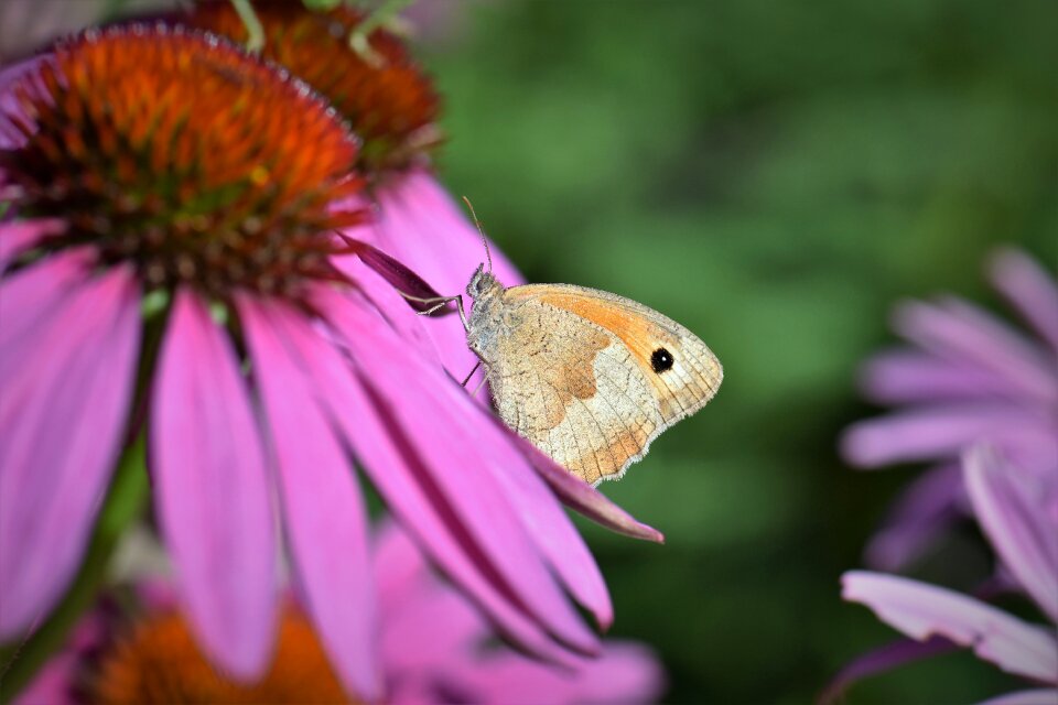 Nature echinacea color