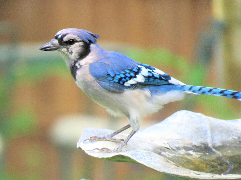 Blue jay blue and white wildlife