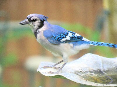 Blue jay blue and white wildlife