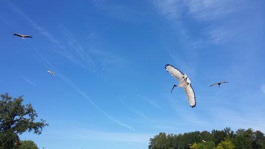 Crow flies animal wader photo