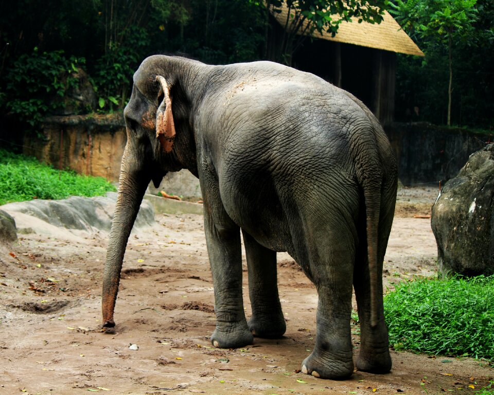 Big nature wildlife