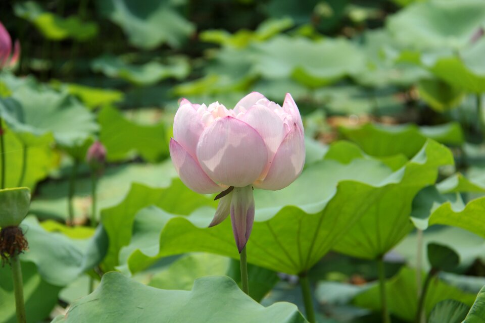 Water lily plant scenery