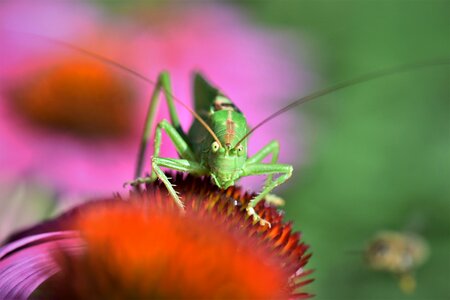 Green close up macro