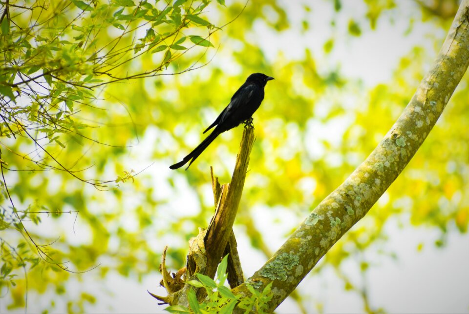 Outdoors tree wildlife