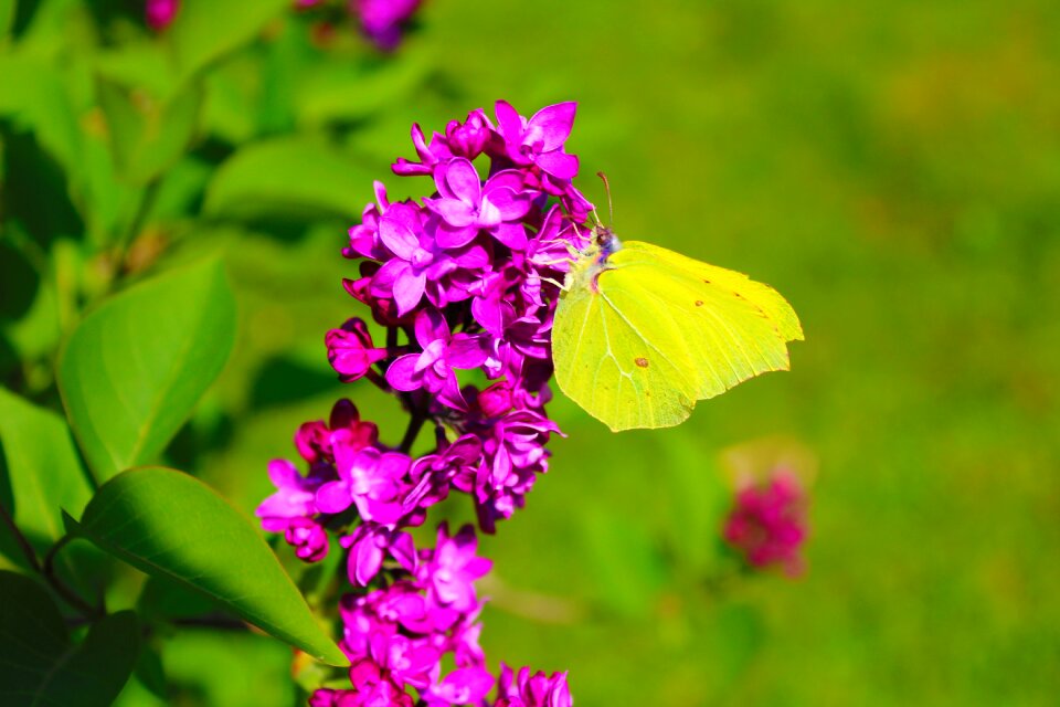Bloom insect nature