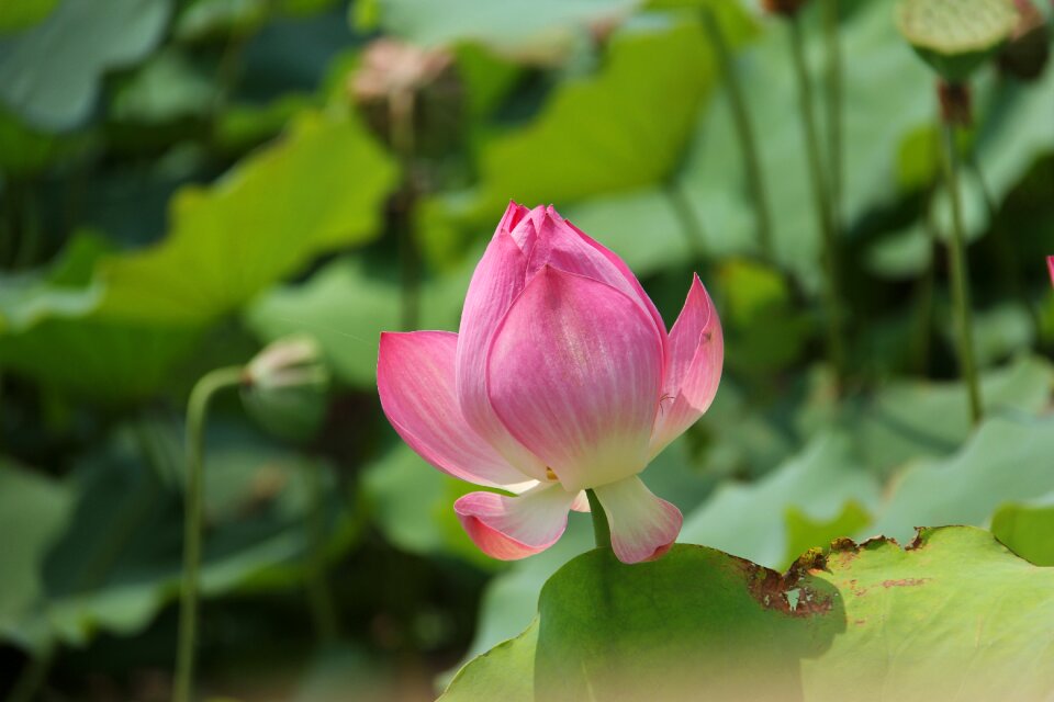 Water lily plant scenery
