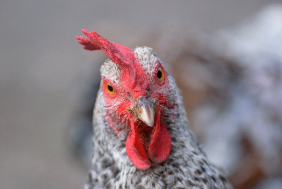 White black poultry
