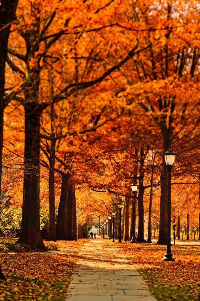 Fall autumn trees