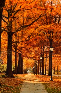 Fall autumn trees