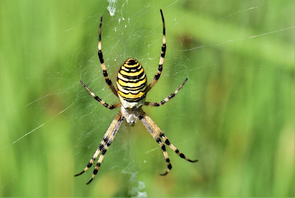 Yellow web tiger spider