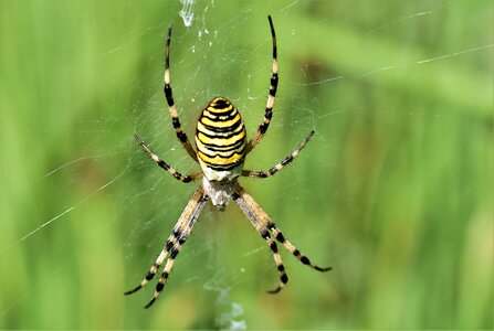 Yellow web tiger spider photo