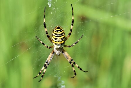 Yellow web tiger spider