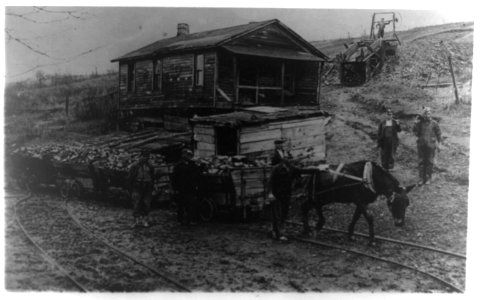 Lick Run, Pa. men hauling coal from their own mines LCCN93513524