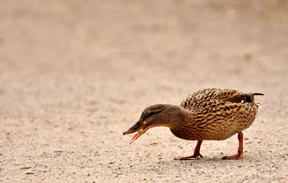 Water bird duck bird nature