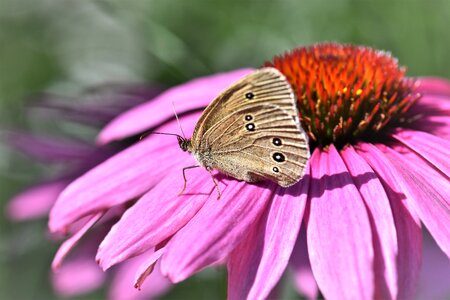 Nature echinacea color