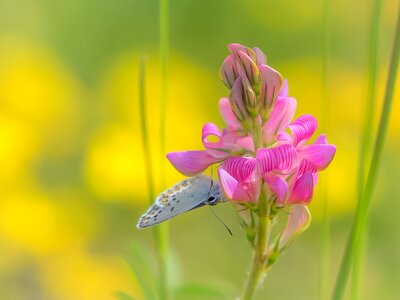 Plant butterflies lycaenidae