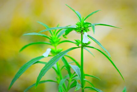 Leaf summer herb