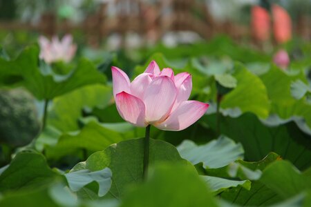 Water lily plant scenery photo
