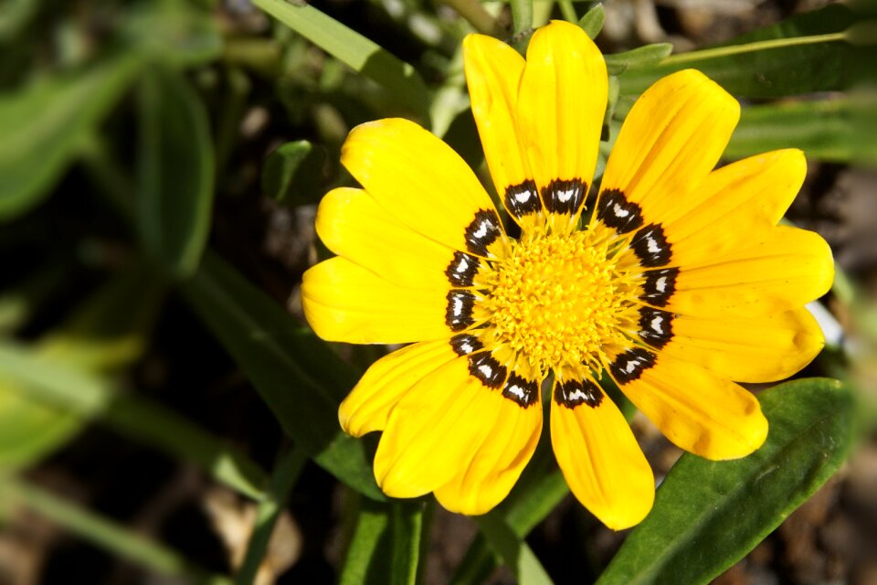 Bloom yellow yellow flowers