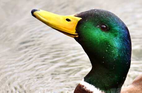 Colorful water bird duck bird